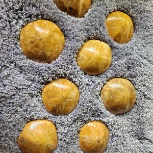 Fossilized Polished Sand Dollars